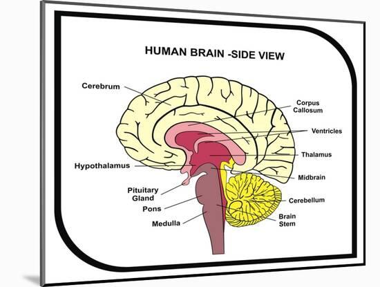 Human Brain Diagram-udaix-Mounted Art Print