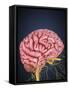 Human Brain with Nerves-Stocktrek Images-Framed Stretched Canvas