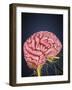 Human Brain with Nerves-Stocktrek Images-Framed Art Print