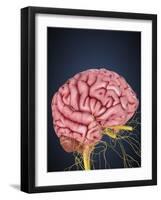 Human Brain with Nerves-Stocktrek Images-Framed Art Print