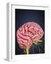 Human Brain with Nerves-Stocktrek Images-Framed Art Print