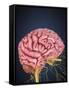 Human Brain with Nerves-Stocktrek Images-Framed Stretched Canvas