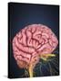 Human Brain with Nerves-Stocktrek Images-Stretched Canvas