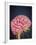 Human Brain with Nerves-Stocktrek Images-Framed Art Print