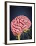 Human Brain with Nerves-Stocktrek Images-Framed Art Print