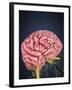 Human Brain with Nerves-Stocktrek Images-Framed Art Print