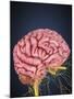 Human Brain with Nerves-Stocktrek Images-Mounted Art Print