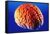 Human Brain-Volker Steger-Framed Stretched Canvas