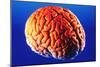 Human Brain-Volker Steger-Mounted Photographic Print