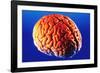 Human Brain-Volker Steger-Framed Photographic Print