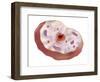 Human Cell Anatomy-null-Framed Art Print