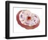 Human Cell Anatomy-null-Framed Art Print