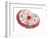 Human Cell Anatomy-null-Framed Art Print