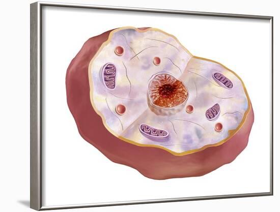 Human Cell Anatomy-null-Framed Art Print