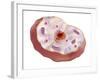 Human Cell Anatomy-null-Framed Art Print