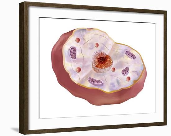 Human Cell Anatomy-null-Framed Art Print