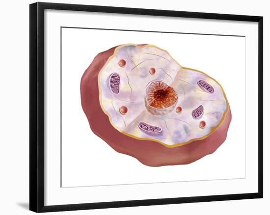 Human Cell Anatomy-null-Framed Art Print