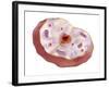 Human Cell Anatomy-null-Framed Art Print