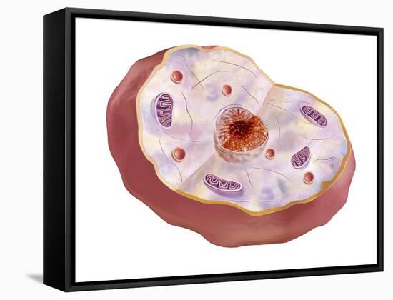 Human Cell Anatomy-null-Framed Stretched Canvas