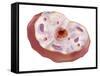 Human Cell Anatomy-null-Framed Stretched Canvas