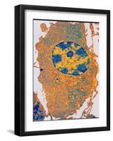 Human Cell-PASIEKA-Framed Photographic Print