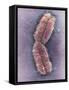 Human Chromosome 1, SEM-Adrian Sumner-Framed Stretched Canvas