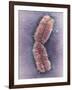 Human Chromosome 1, SEM-Adrian Sumner-Framed Photographic Print