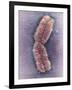 Human Chromosome 1, SEM-Adrian Sumner-Framed Photographic Print