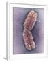 Human Chromosome 1, SEM-Adrian Sumner-Framed Photographic Print