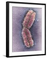 Human Chromosome 1, SEM-Adrian Sumner-Framed Photographic Print