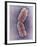 Human Chromosome 1, SEM-Adrian Sumner-Framed Photographic Print