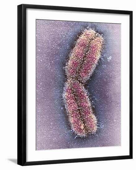 Human Chromosome 1, SEM-Adrian Sumner-Framed Photographic Print