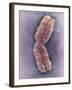 Human Chromosome 1, SEM-Adrian Sumner-Framed Photographic Print