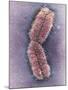 Human Chromosome 1, SEM-Adrian Sumner-Mounted Photographic Print