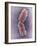 Human Chromosome 1, SEM-Adrian Sumner-Framed Photographic Print