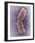 Human Chromosome 1, SEM-Adrian Sumner-Framed Photographic Print