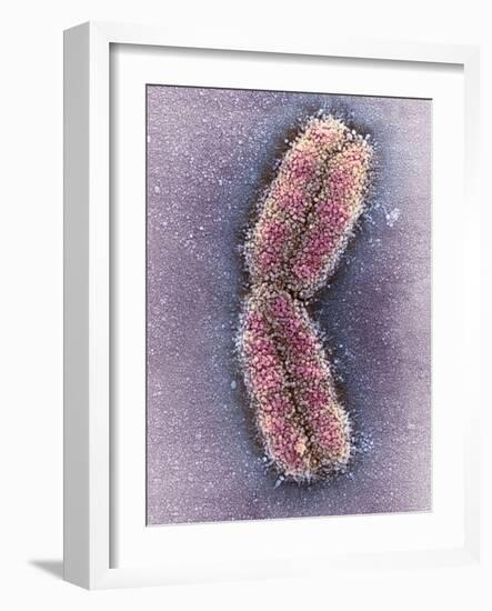 Human Chromosome 1, SEM-Adrian Sumner-Framed Photographic Print