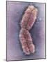 Human Chromosome 1, SEM-Adrian Sumner-Mounted Photographic Print