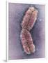 Human Chromosome 1, SEM-Adrian Sumner-Framed Photographic Print