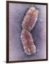 Human Chromosome 1, SEM-Adrian Sumner-Framed Photographic Print