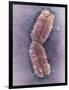 Human Chromosome 1, SEM-Adrian Sumner-Framed Photographic Print