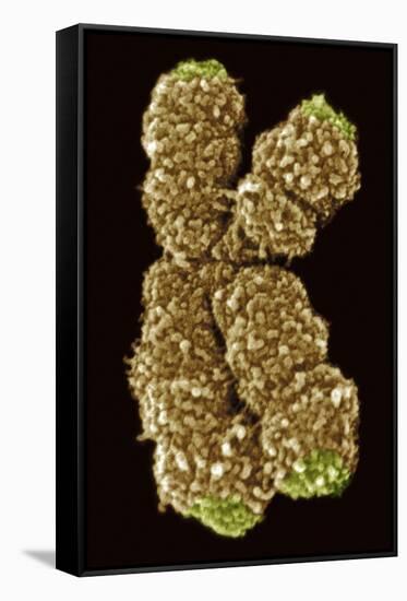 Human Chromosome 10, SEM-Science Photo Library-Framed Stretched Canvas