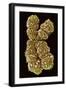 Human Chromosome 10, SEM-Science Photo Library-Framed Photographic Print