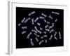 Human Chromosomes-PASIEKA-Framed Photographic Print