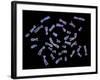 Human Chromosomes-PASIEKA-Framed Photographic Print