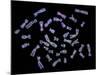 Human Chromosomes-PASIEKA-Mounted Photographic Print