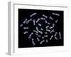 Human Chromosomes-PASIEKA-Framed Photographic Print