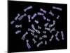 Human Chromosomes-PASIEKA-Mounted Photographic Print