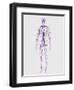 Human Circulatory System-Stocktrek Images-Framed Art Print