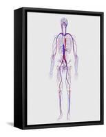 Human Circulatory System-Stocktrek Images-Framed Stretched Canvas